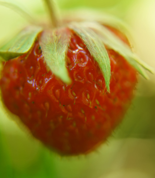 Strawberry Macro - Obrázkek zdarma pro iPhone 3G
