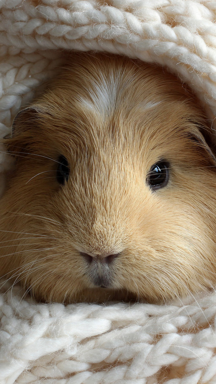 Guinea pig wallpaper 750x1334