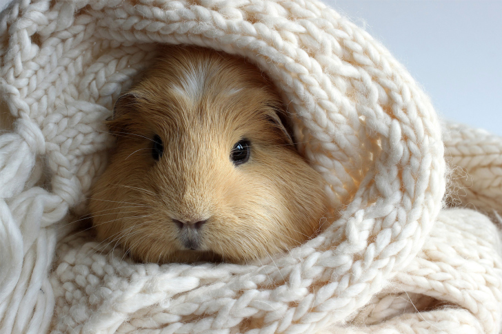 Guinea pig wallpaper