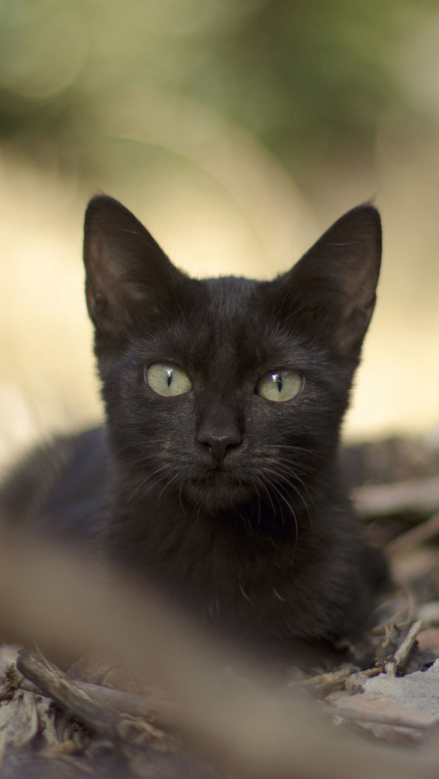 Sfondi Black Cat 640x1136