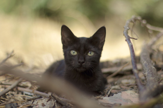 Black Cat - Obrázkek zdarma pro 1600x1200