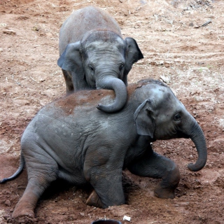 Elephants - Obrázkek zdarma pro iPad
