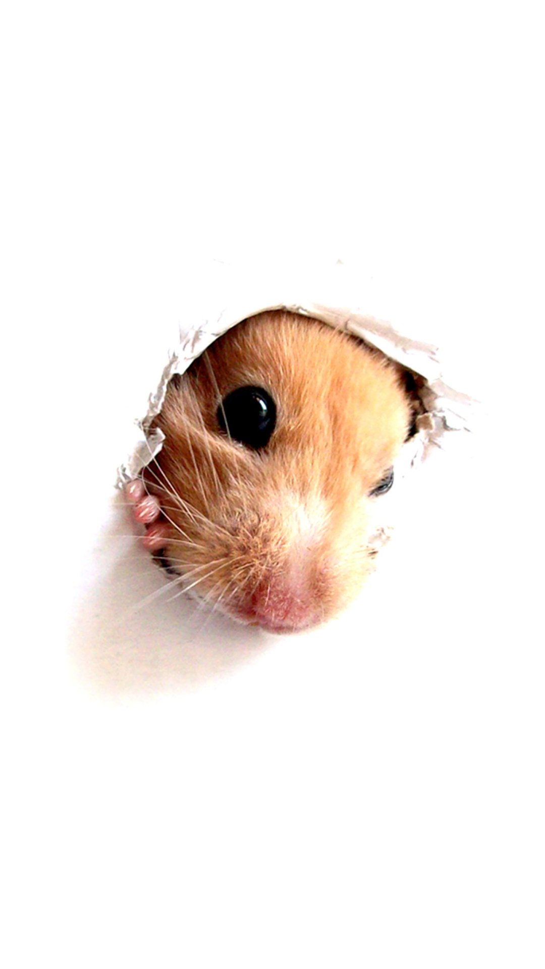 Hamster In Hole On Your Screen wallpaper 1080x1920