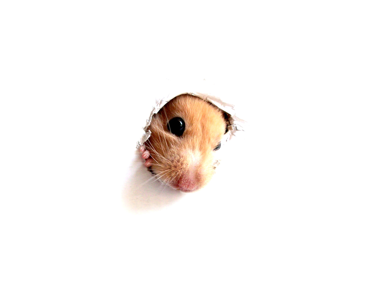 Fondo de pantalla Hamster In Hole On Your Screen 1280x1024