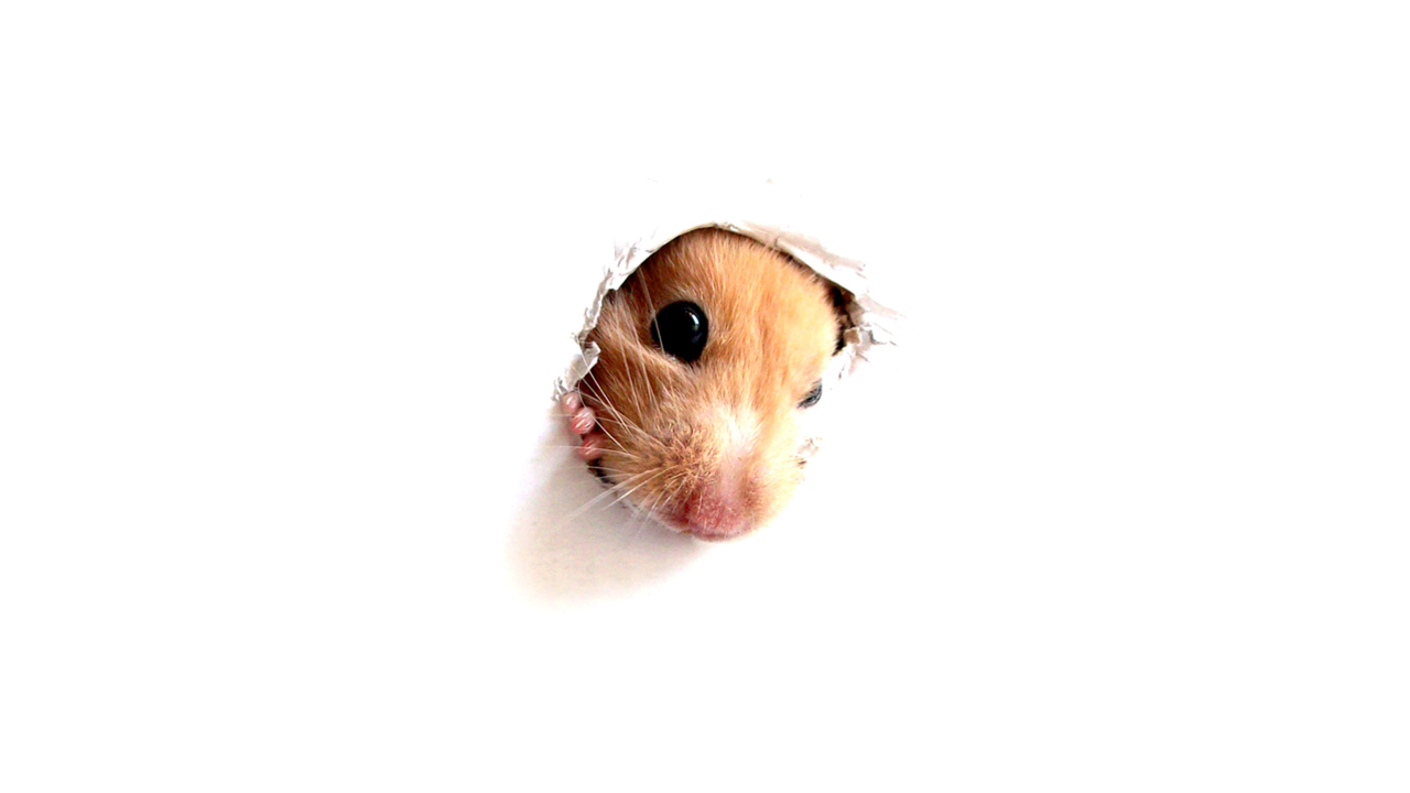 Das Hamster In Hole On Your Screen Wallpaper 1280x720