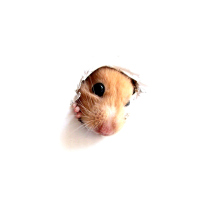 Das Hamster In Hole On Your Screen Wallpaper 208x208