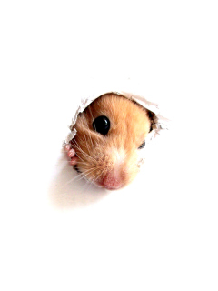 Das Hamster In Hole On Your Screen Wallpaper 240x320
