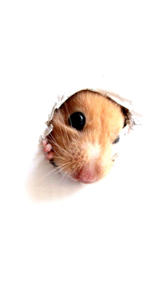 Das Hamster In Hole On Your Screen Wallpaper 240x400