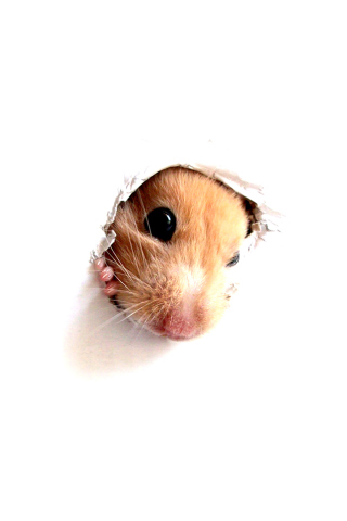 Fondo de pantalla Hamster In Hole On Your Screen 320x480