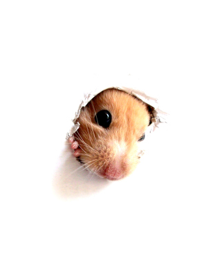Hamster In Hole On Your Screen - Obrázkek zdarma pro 768x1280