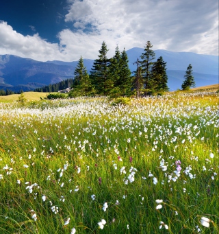 Country Landscape - Obrázkek zdarma pro iPad Air