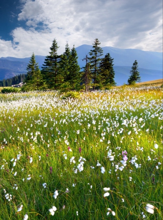 Country Landscape - Obrázkek zdarma pro Nokia X1-00