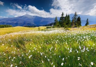 Country Landscape - Obrázkek zdarma 