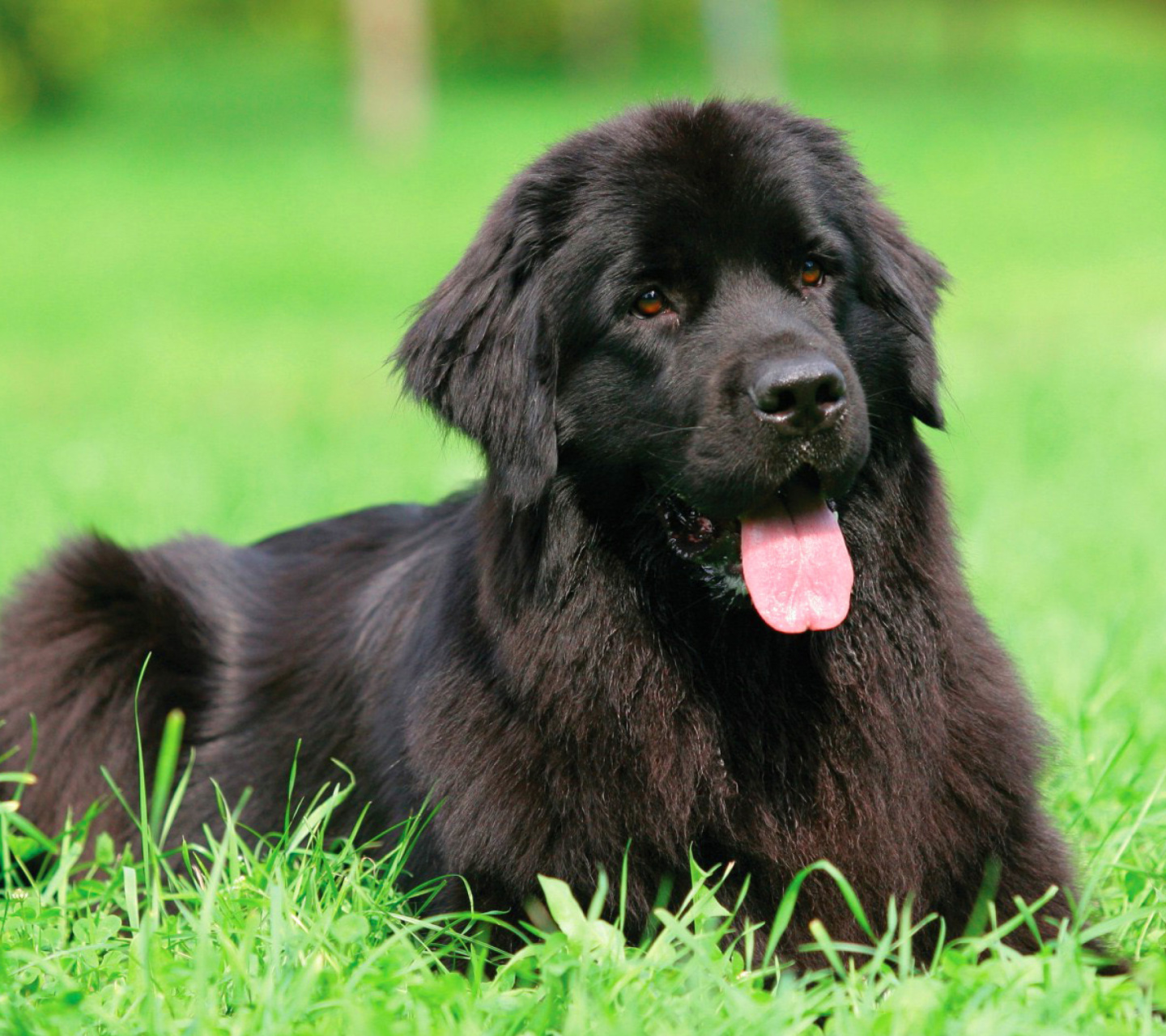 Обои Newfoundland Dog 1440x1280