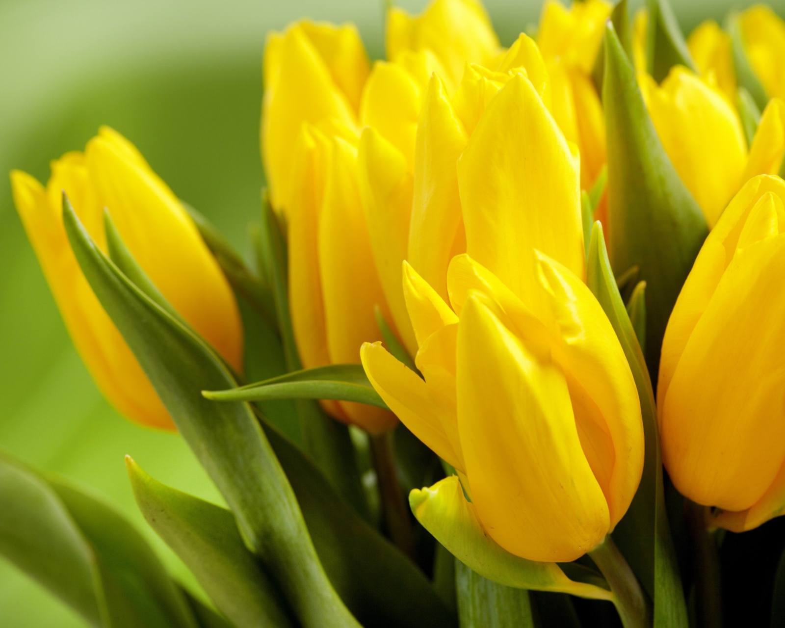 Sfondi Yellow Tulips 1600x1280