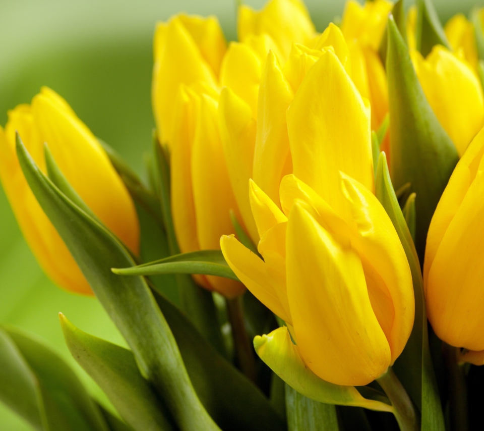 Yellow Tulips screenshot #1 960x854