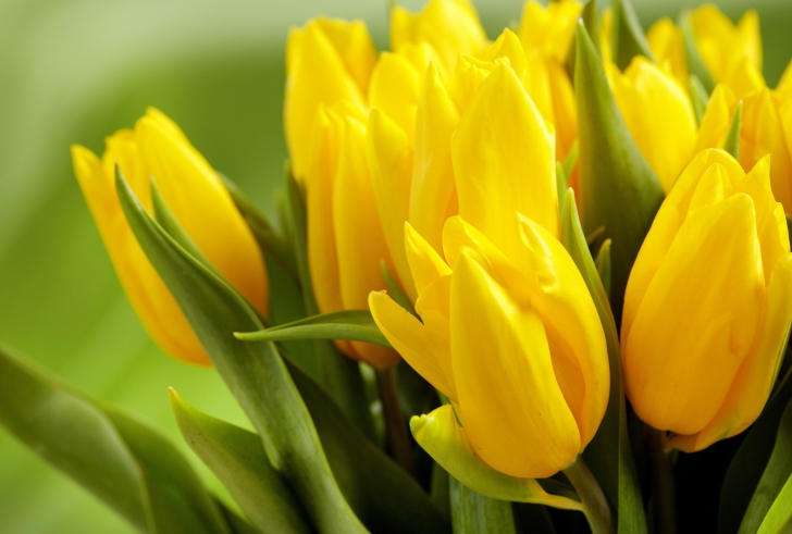 Yellow Tulips wallpaper