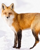 Sfondi Red Fox In Taiga 128x160