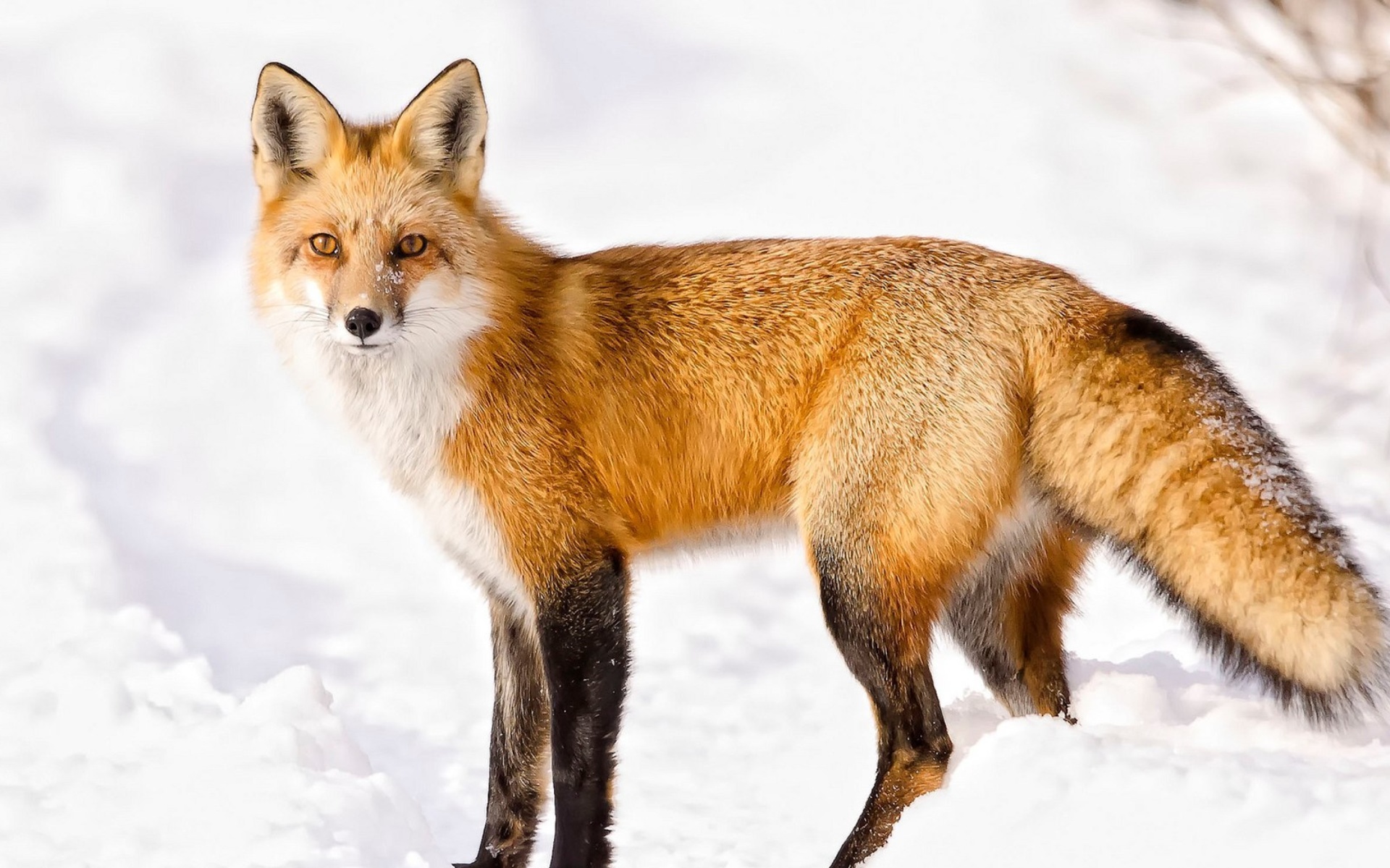 Red Fox In Taiga wallpaper 1920x1200