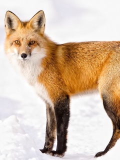 Das Red Fox In Taiga Wallpaper 240x320