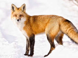 Обои Red Fox In Taiga 320x240