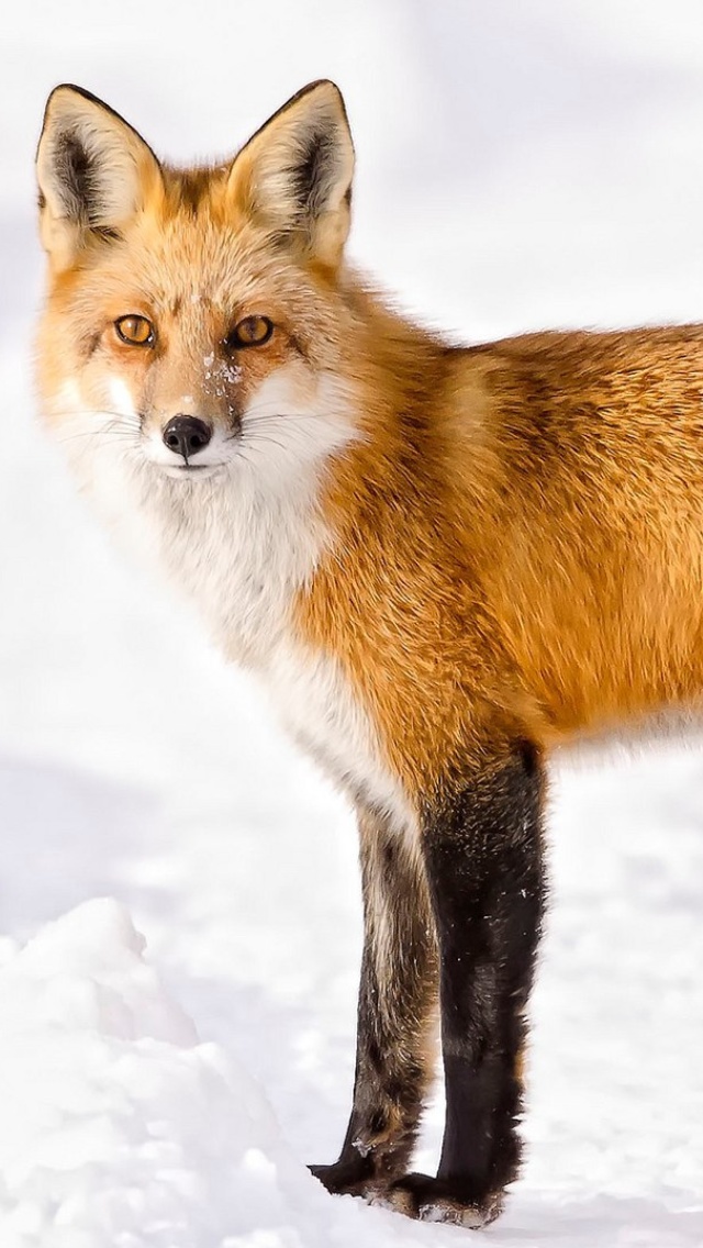 Sfondi Red Fox In Taiga 640x1136