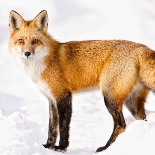 Red Fox In Taiga - Obrázkek zdarma pro 2048x2048