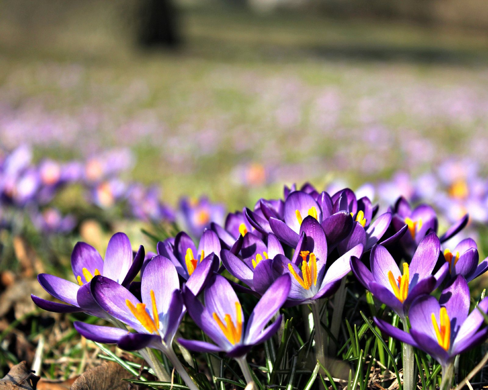 Crocus purple flowers wallpaper 1600x1280