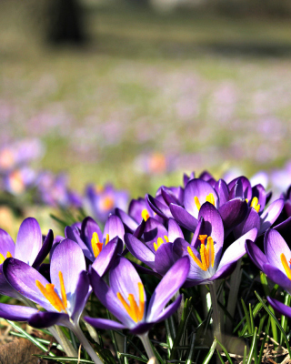 Crocus purple flowers - Obrázkek zdarma pro iPhone 4