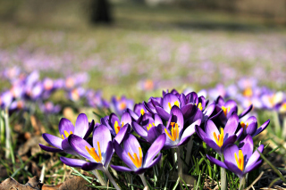 Crocus purple flowers - Obrázkek zdarma 