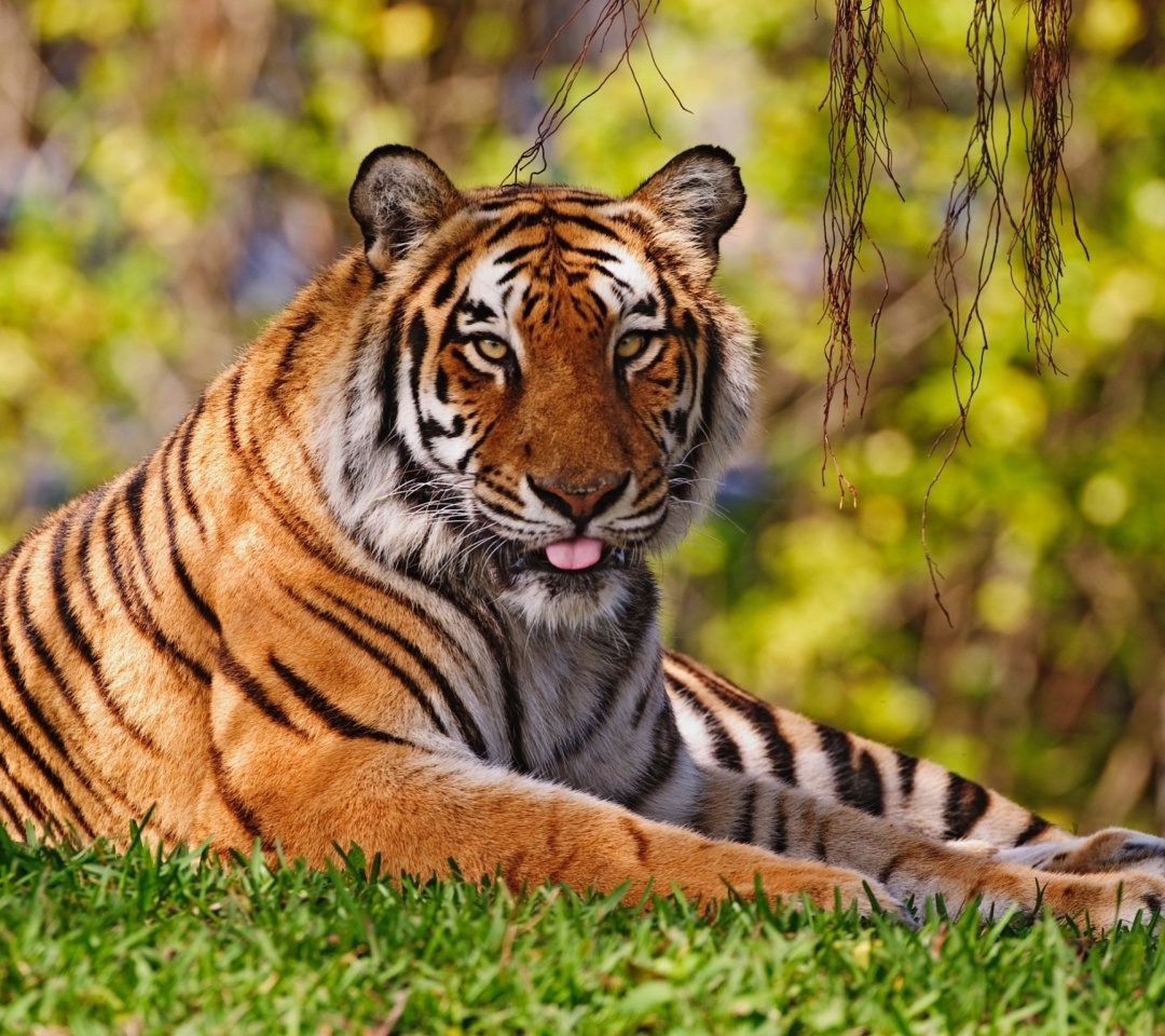 Royal Bengal Tiger in Dhaka Zoo wallpaper 1080x960