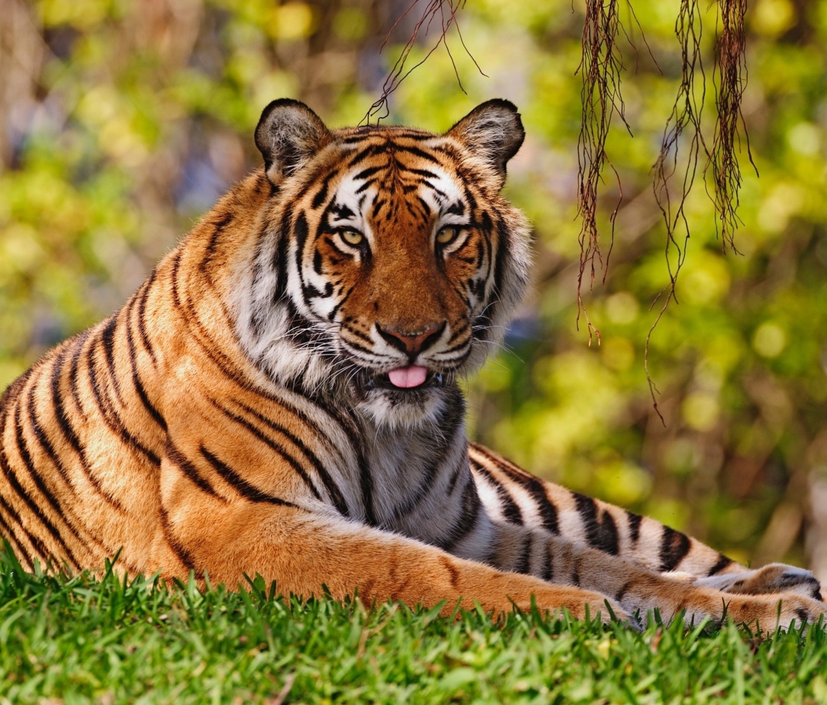 Royal Bengal Tiger in Dhaka Zoo screenshot #1 1200x1024