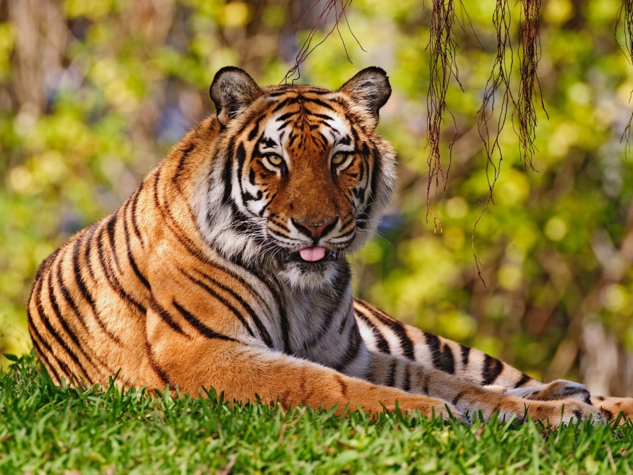 Royal Bengal Tiger in Dhaka Zoo wallpaper 1280x960