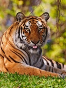 Fondo de pantalla Royal Bengal Tiger in Dhaka Zoo 132x176