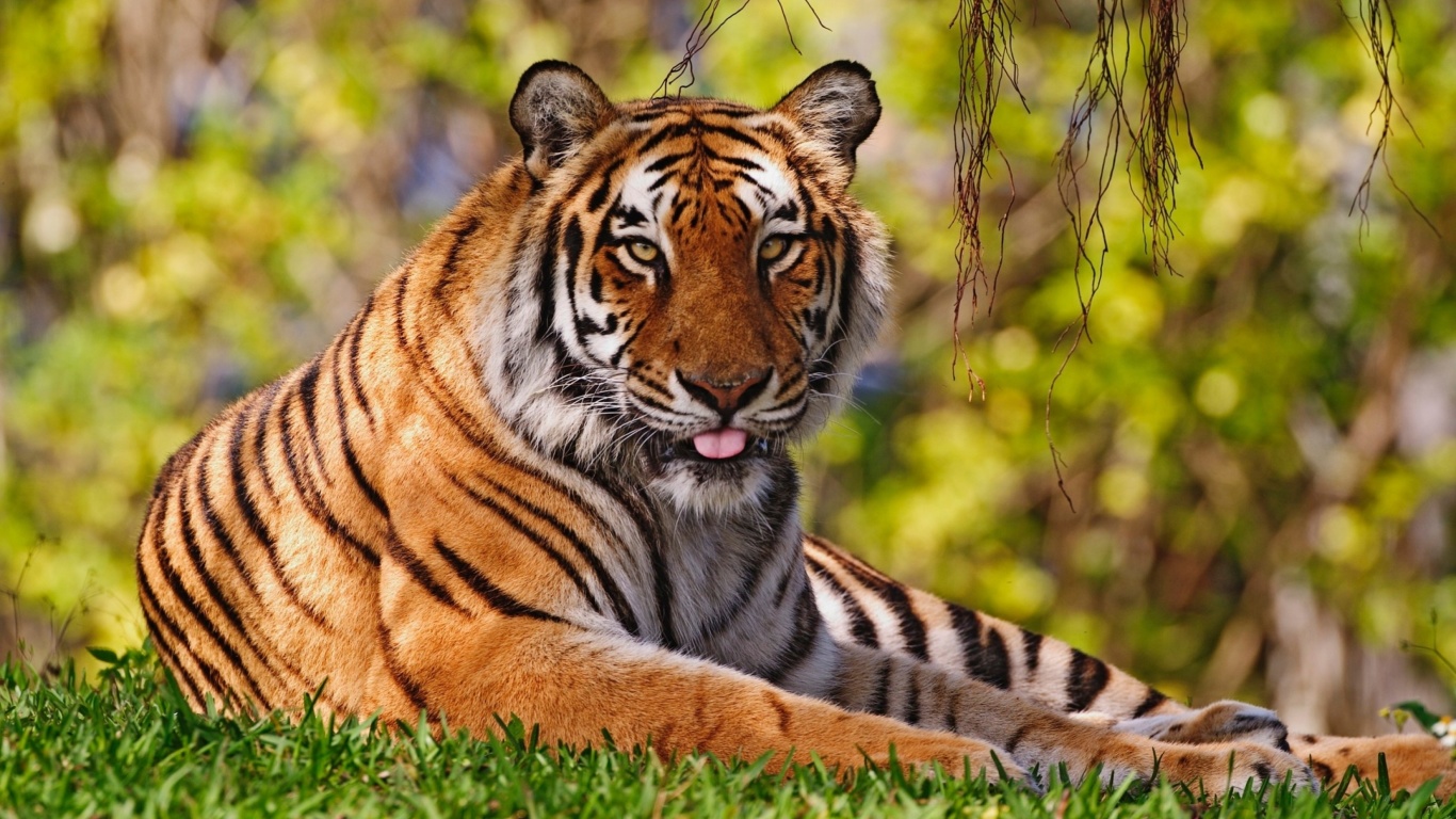 Sfondi Royal Bengal Tiger in Dhaka Zoo 1366x768