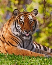 Das Royal Bengal Tiger in Dhaka Zoo Wallpaper 176x220