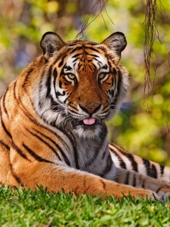 Sfondi Royal Bengal Tiger in Dhaka Zoo 240x320