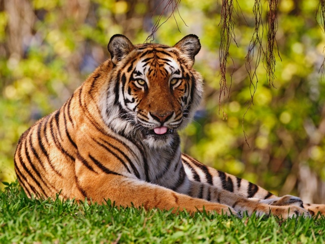 Royal Bengal Tiger in Dhaka Zoo wallpaper 640x480