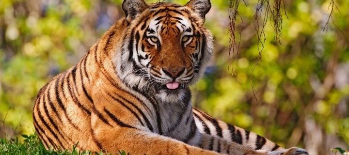 Screenshot №1 pro téma Royal Bengal Tiger in Dhaka Zoo 720x320