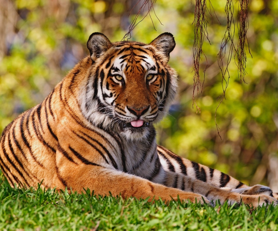 Fondo de pantalla Royal Bengal Tiger in Dhaka Zoo 960x800