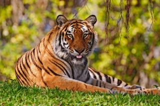 Royal Bengal Tiger in Dhaka Zoo Wallpaper for Android, iPhone and iPad