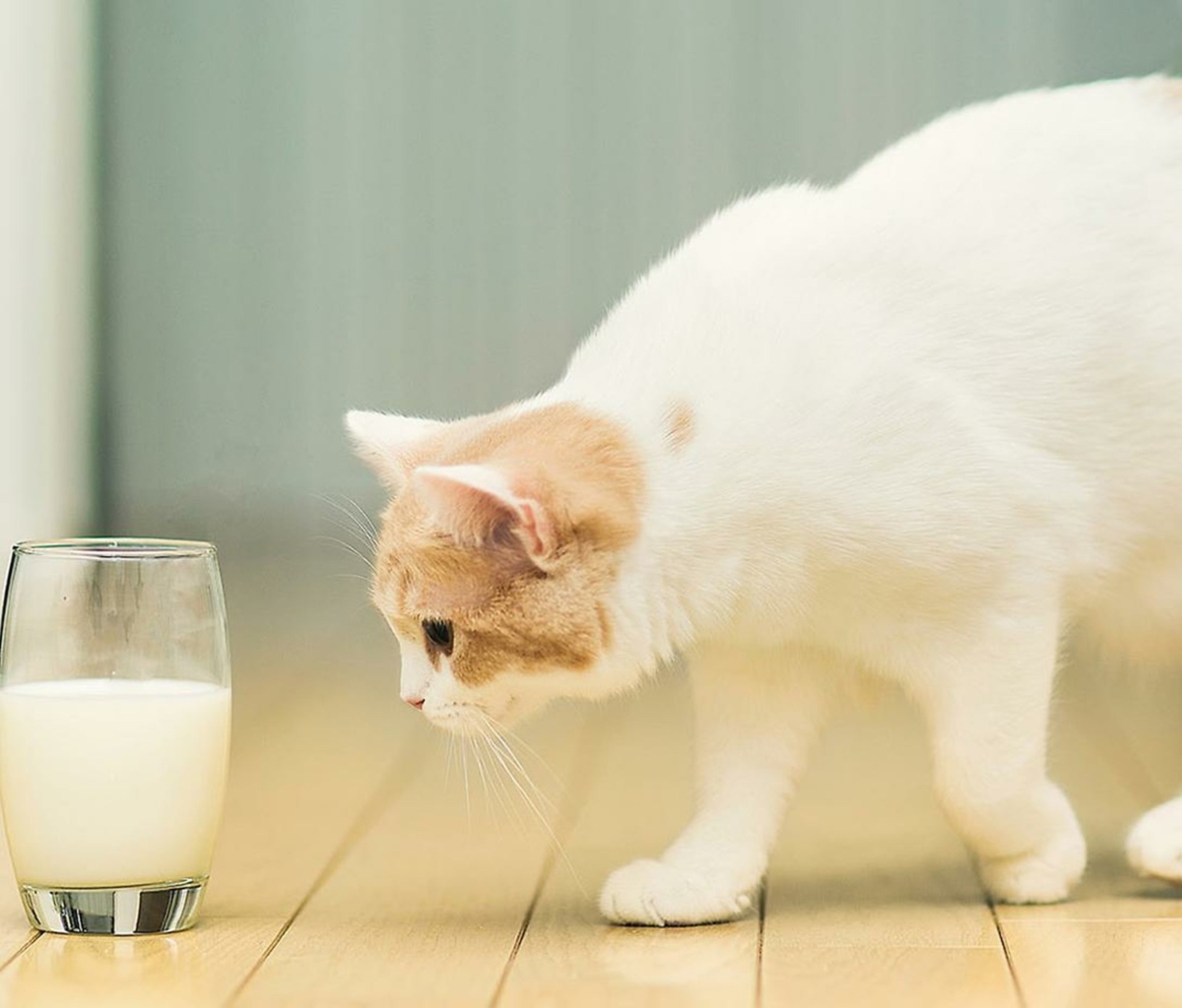 Обои Milk And Cat 1200x1024