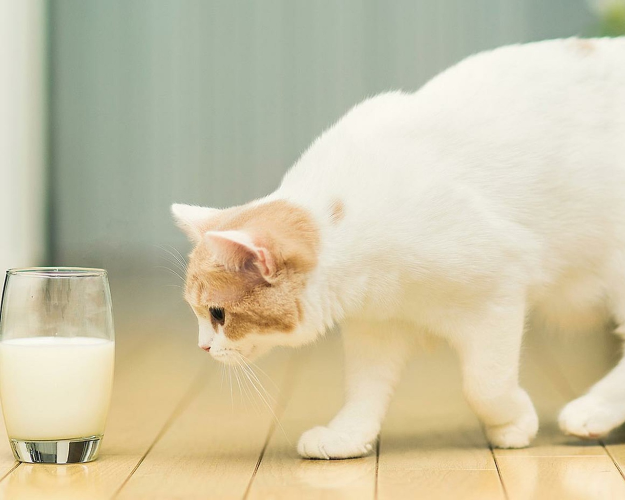 Milk And Cat screenshot #1 1280x1024
