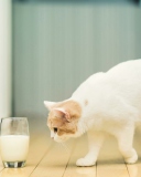Обои Milk And Cat 128x160