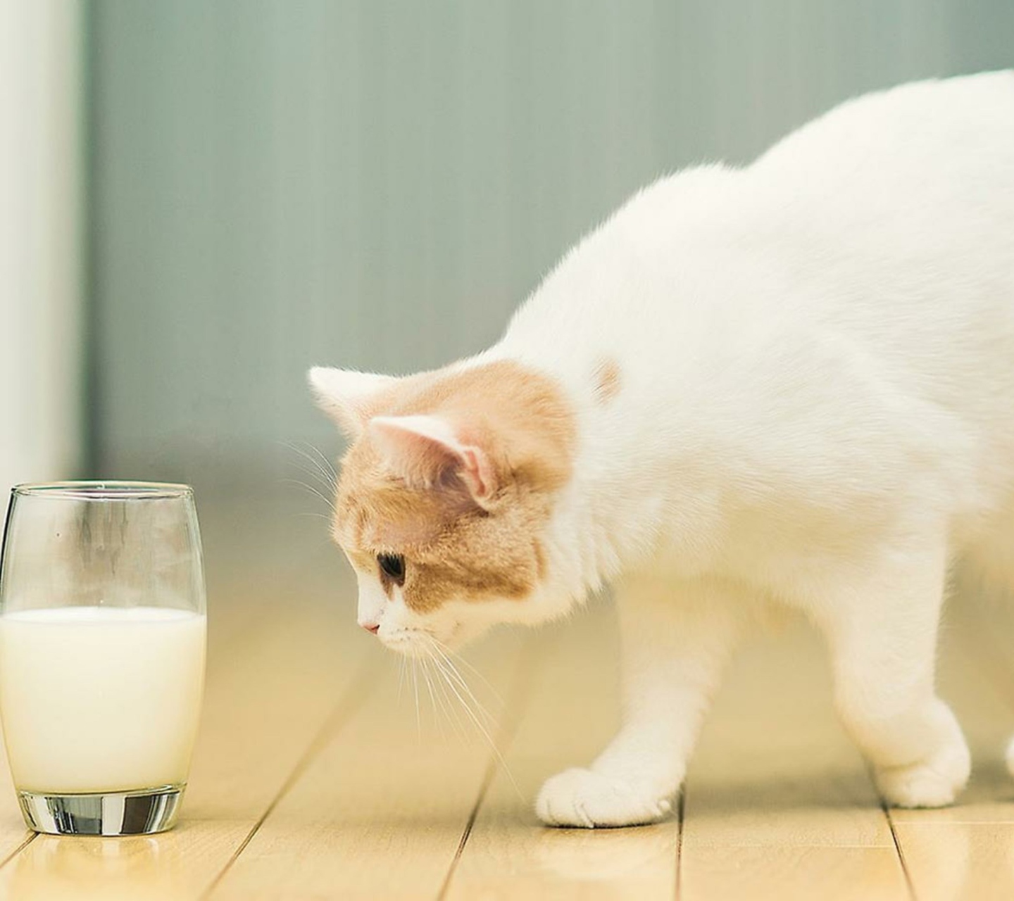 Sfondi Milk And Cat 1440x1280