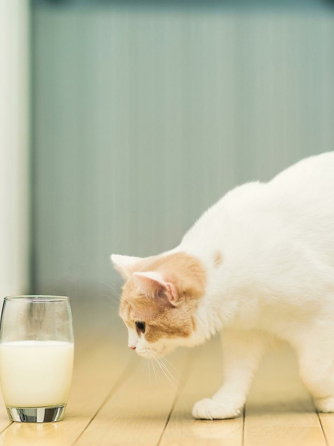 Обои Milk And Cat 480x640