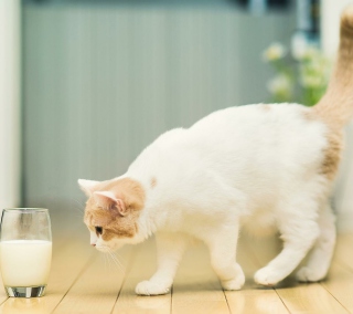 Milk And Cat - Obrázkek zdarma pro iPad Air