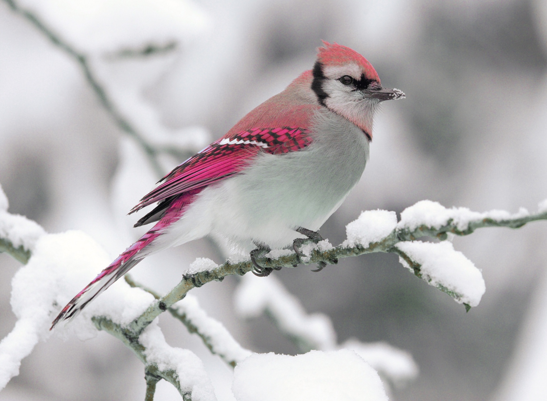 Sfondi Pink Bird 1920x1408