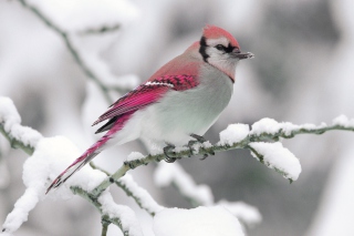 Pink Bird - Obrázkek zdarma pro 1440x900