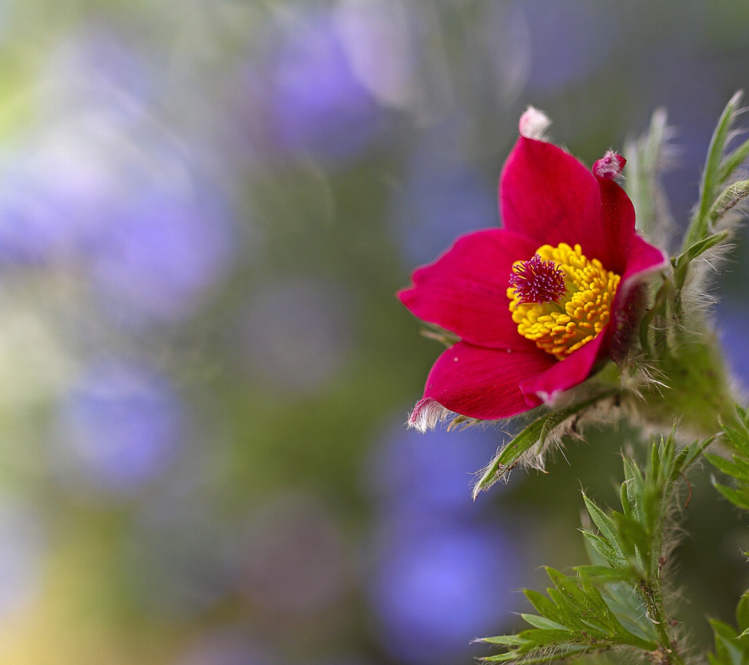 Das Blurred flower photo Wallpaper 1080x960